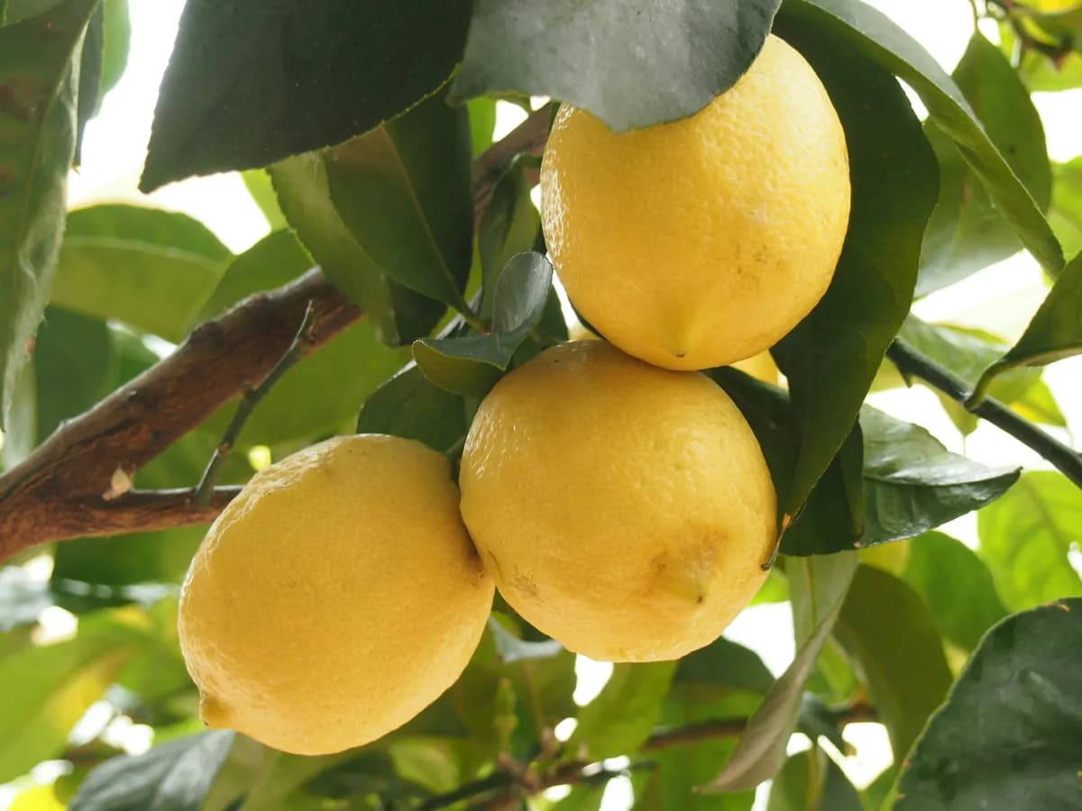 Limone di Amalfi 4