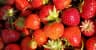 San Mauro Strawberry