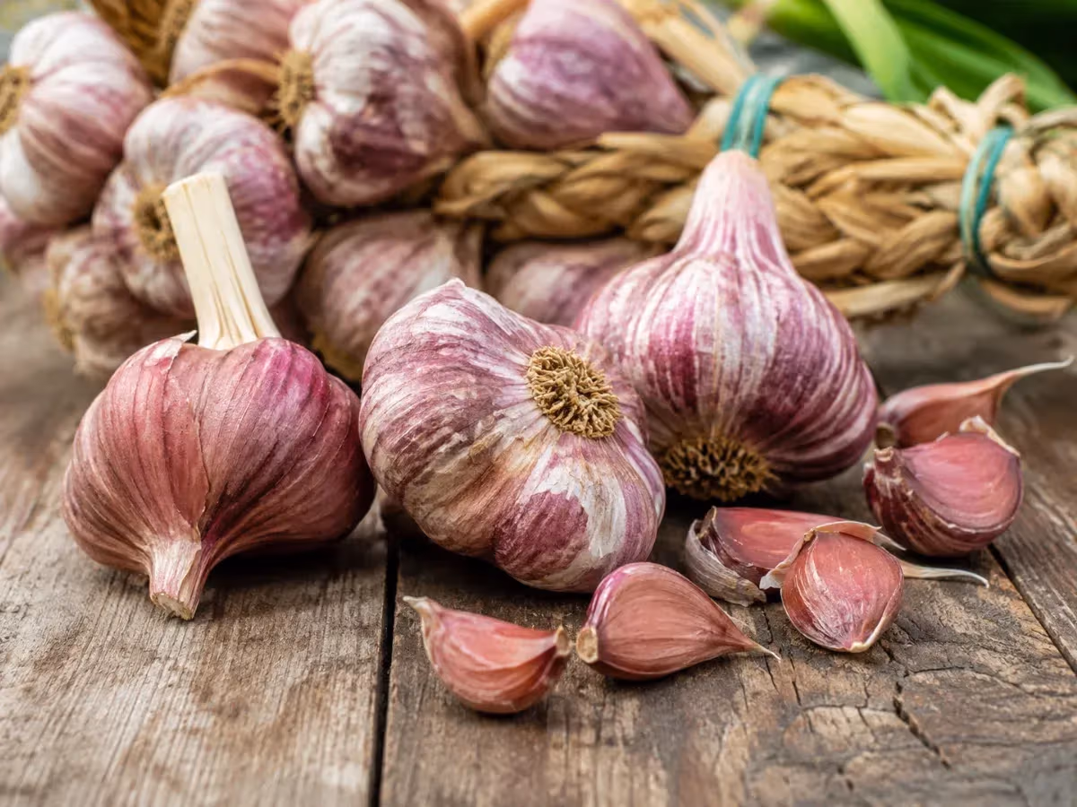 Teste di aglio rosso viola striato con spicchi sparsi su tavolo in legno rustico