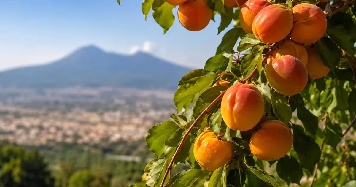 Albicocche vesuviane mature arancioni e rosse su ramo con il Vesuvio sullo sfondo