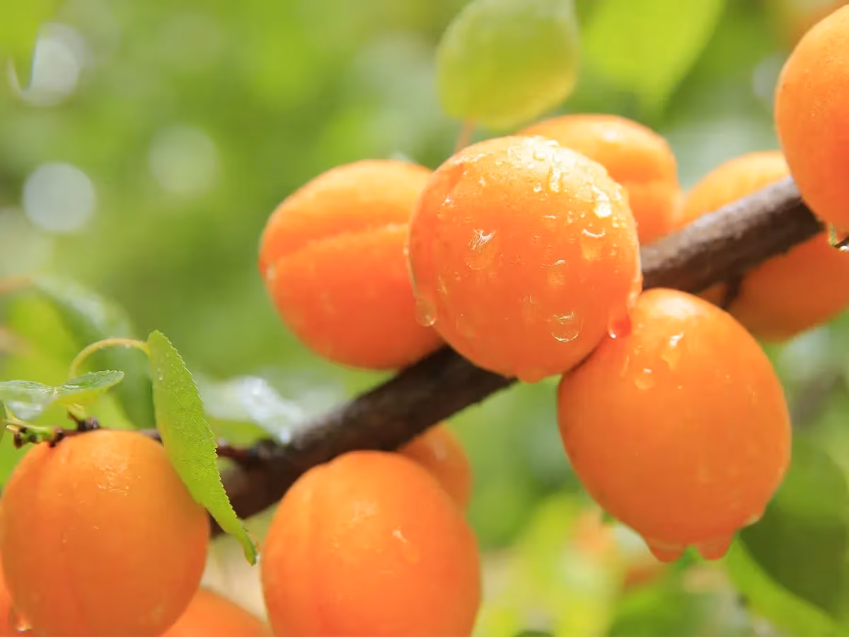 Grappolo di albicocche arancioni mature su ramo bagnato da gocce di pioggia