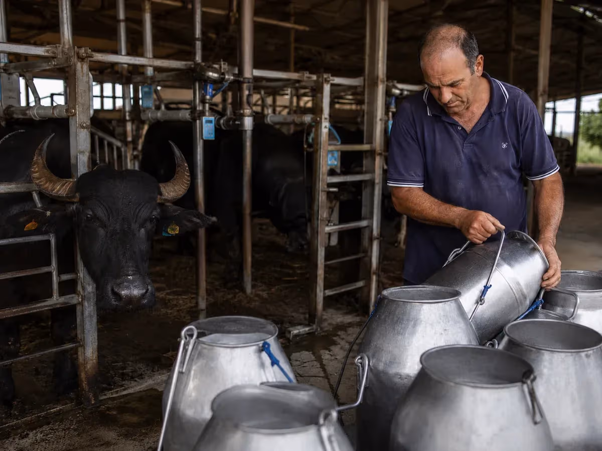 Allevatore con bufale nere a corna lavora con bidoni metallici del latte in stalla