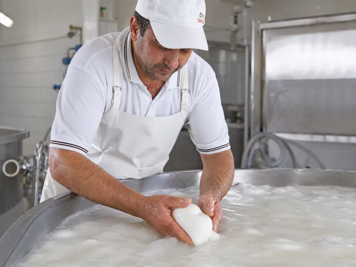 Casaro in grembiule bianco modella a mano mozzarella di bufala in vasca di lavorazione
