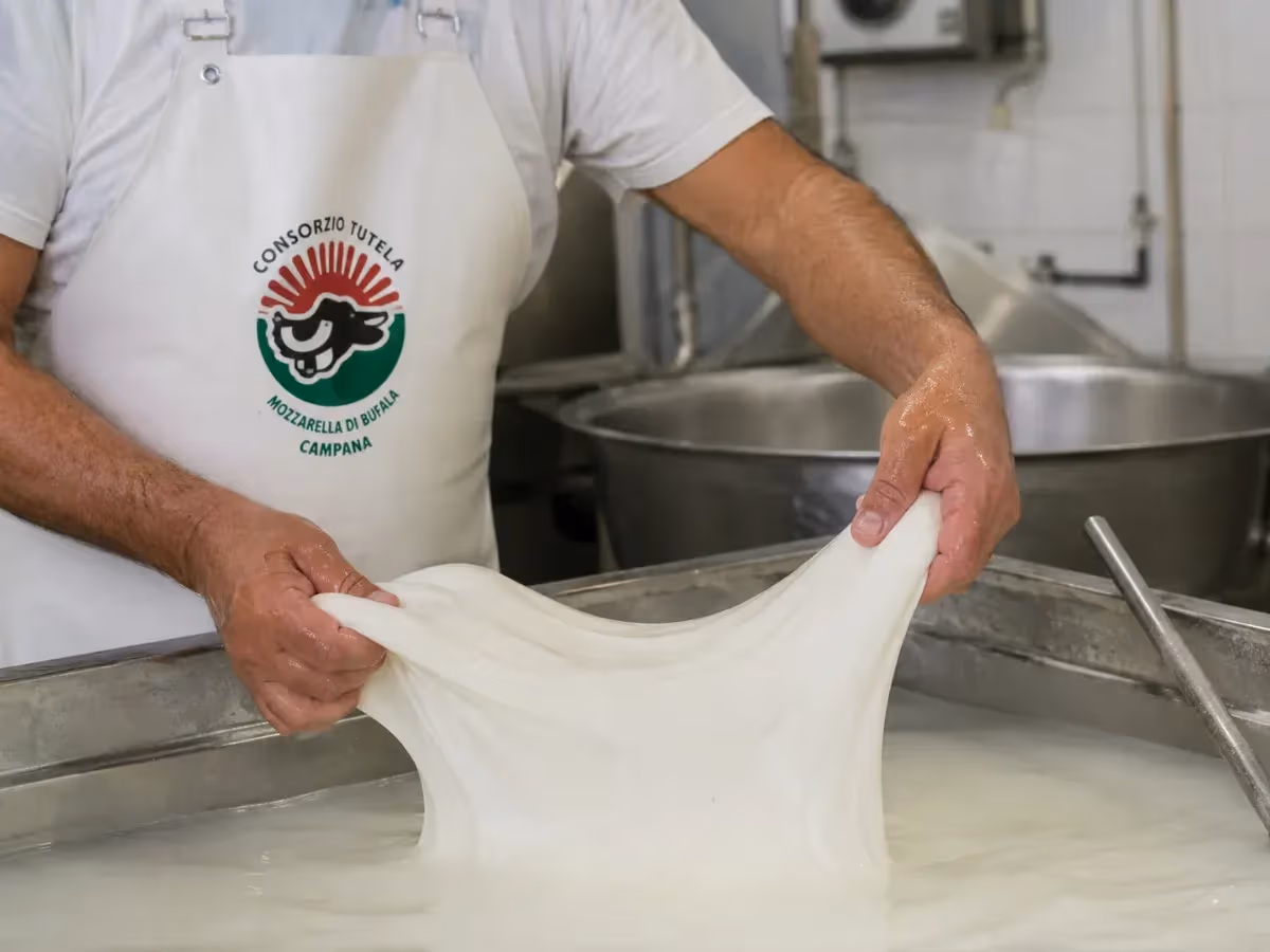 Mani che tirano pasta filata bianca elastica in caseificio con grembiule Consorzio Mozzarella di Bufala Campana
