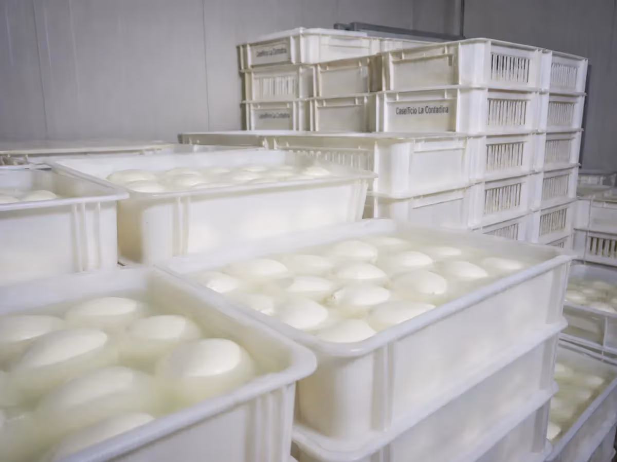 Decine di mozzarelle di bufala bianche immerse in acqua dentro cassette plastiche impilate