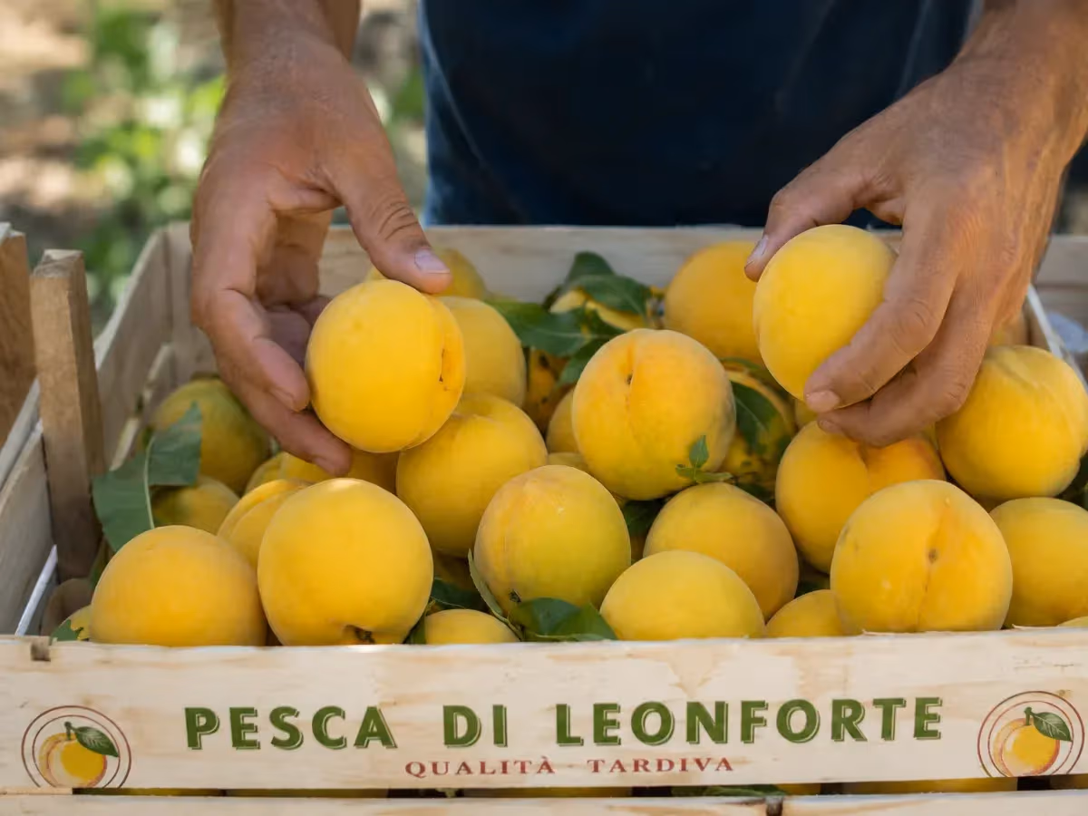 Mani di agricoltore sistemano pesche di Leonforte dorate in cassetta di legno
