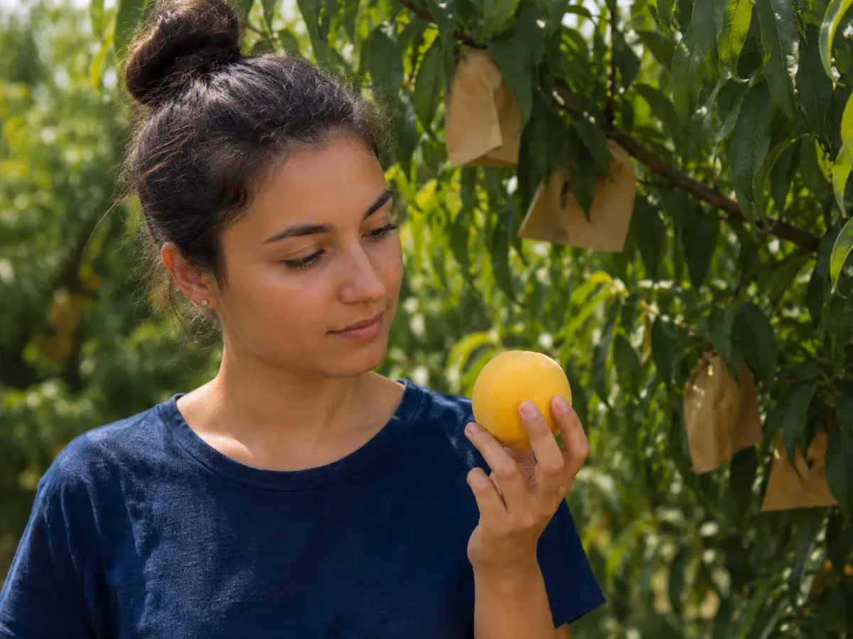 Giovane donna osserva pesca di Leonforte gialla raccolta nel frutteto tra le foglie