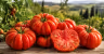 Costoluto Fiorentino Tomato