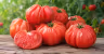 Beefheart Tomato