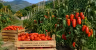 San Marzano Tomato from Agro Sarnese-Nocerino