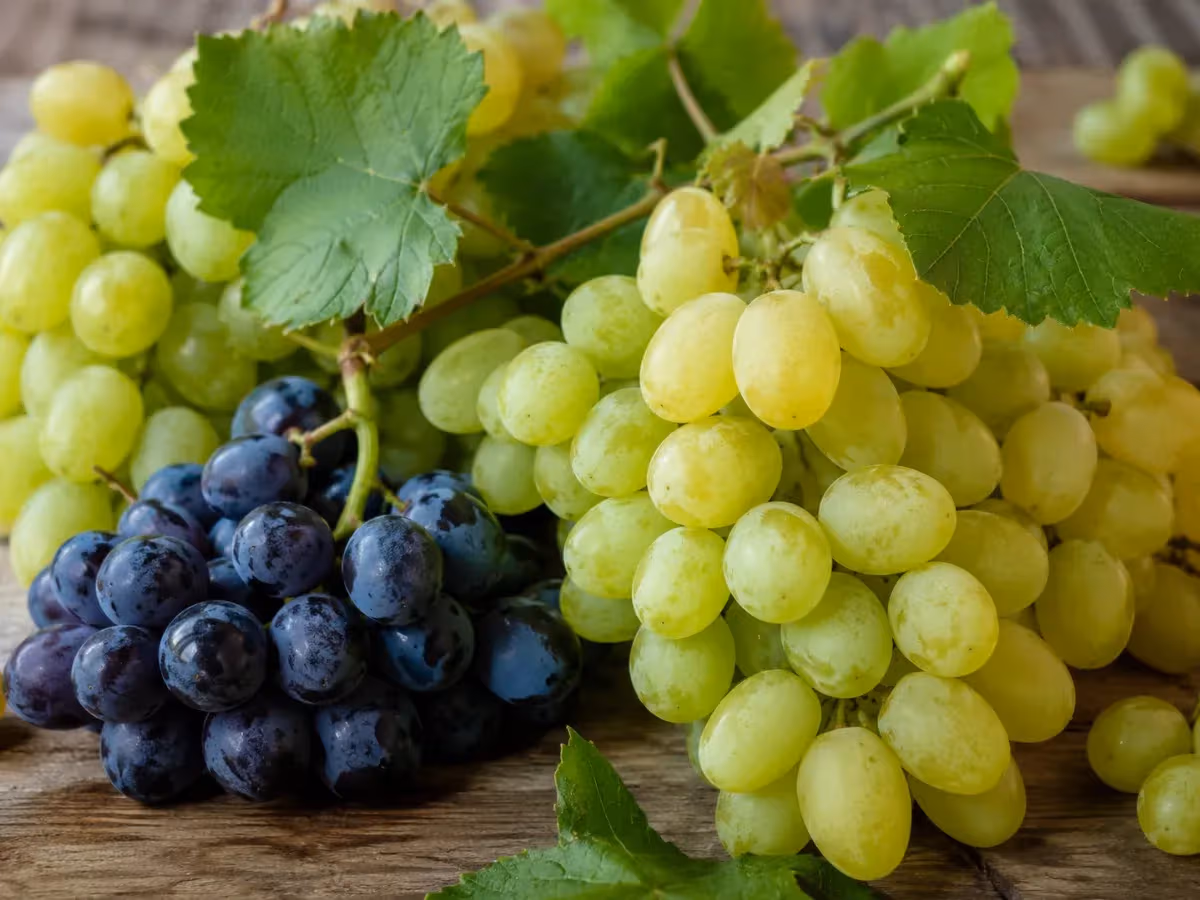 Grappoli di uva bianca e nera con foglie di vite su superficie in legno