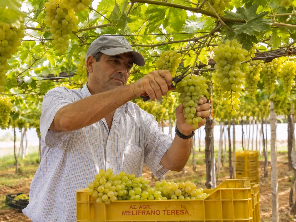 Contadino taglia grappolo di uva bianca da vite in vigneto soleggiato pugliese