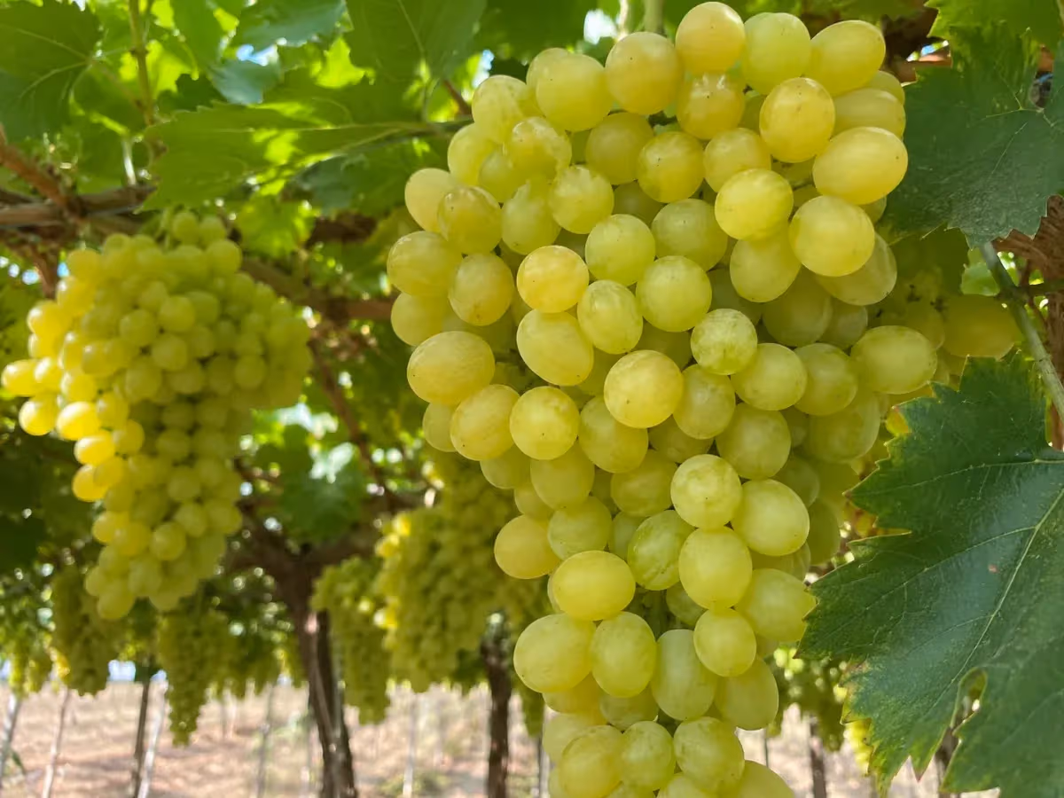 Grappoli di uva bianca giallo-verde maturi appesi alla vite in vigneto pugliese soleggiato