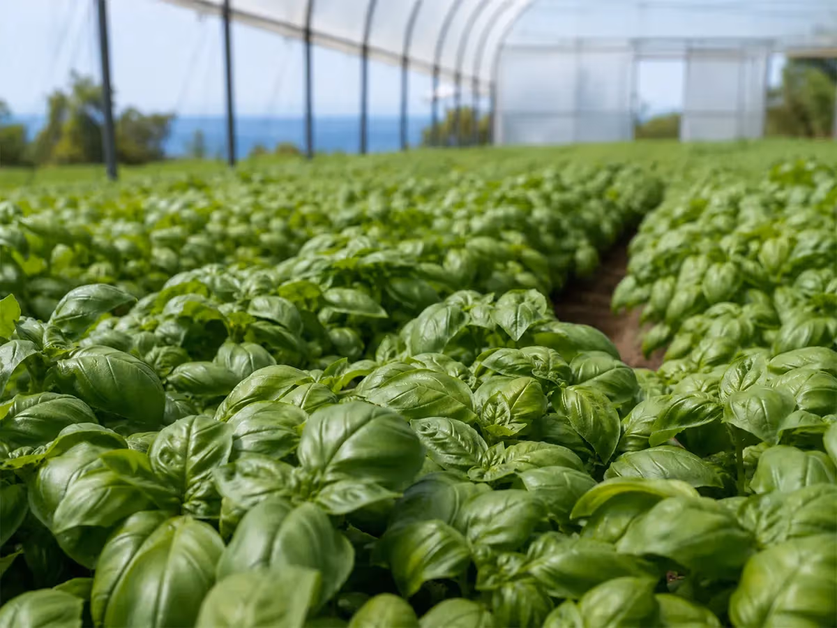 Filari fitti di basilico genovese verde brillante coltivato in serra con luce solare