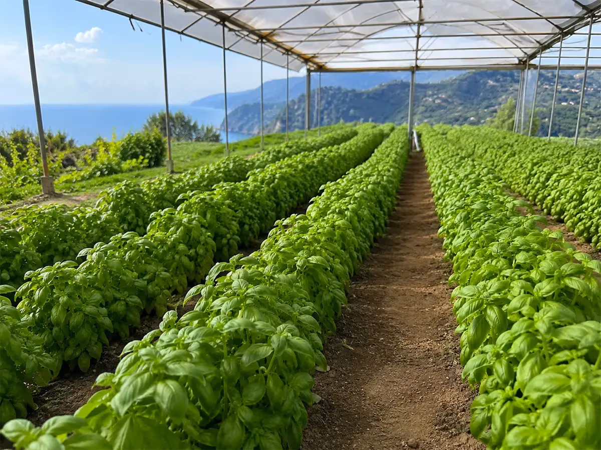 Serra ligure con lunghe file di basilico genovese DOP e panorama di mare e colline