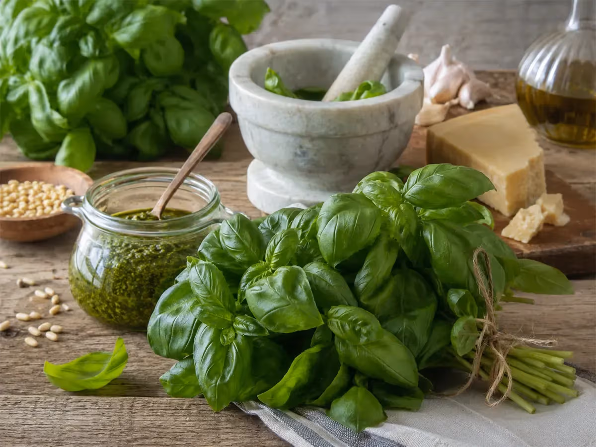 Mazzo di basilico genovese fresco legato su tavolo rustico con mortaio pesto e ingredienti