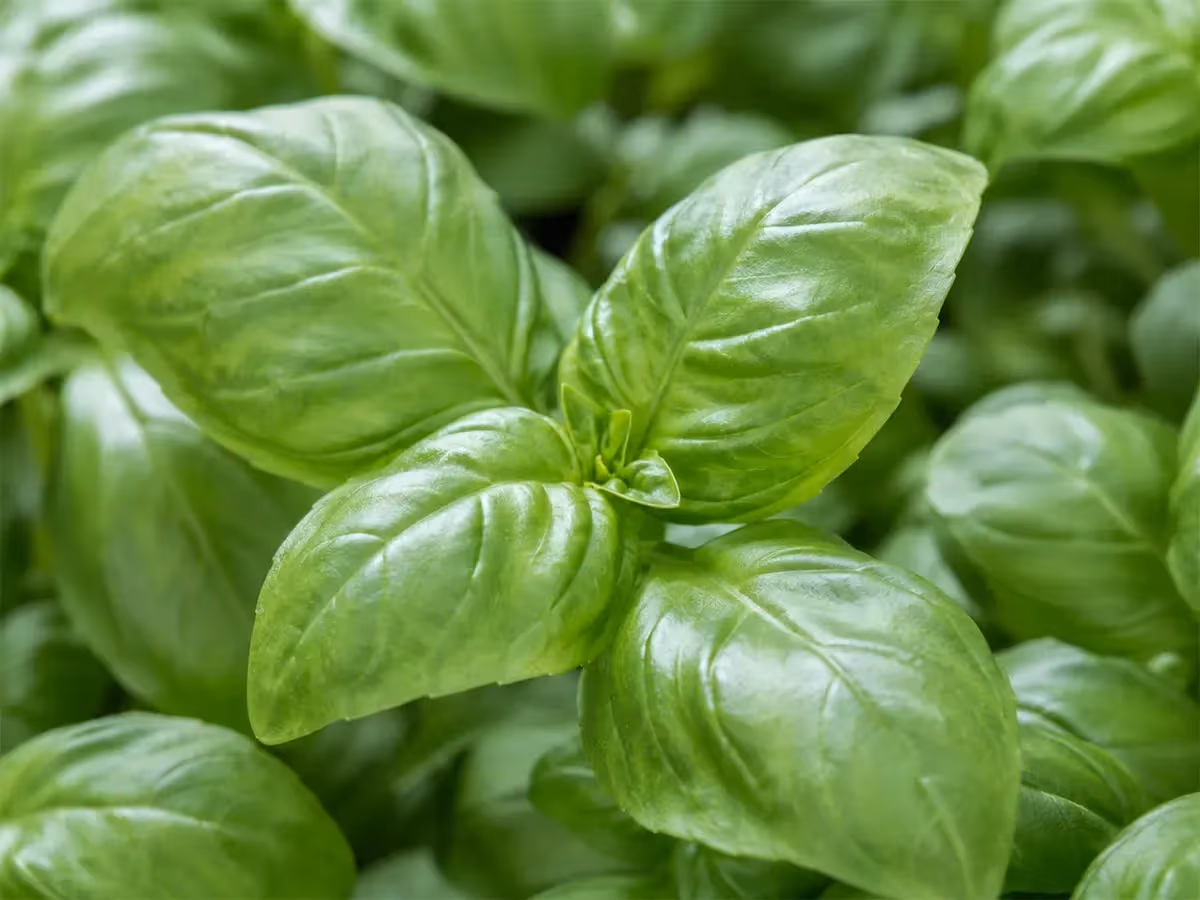 Primo piano macro di foglie di basilico genovese verde lucido con nervature visibili