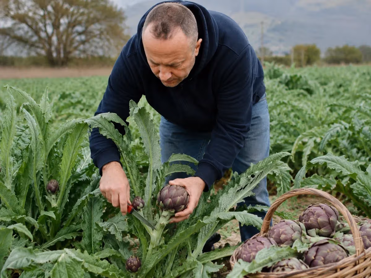 Agricoltore raccoglie a mano carciofi viola maturi nel campo con cesto di vimini accanto