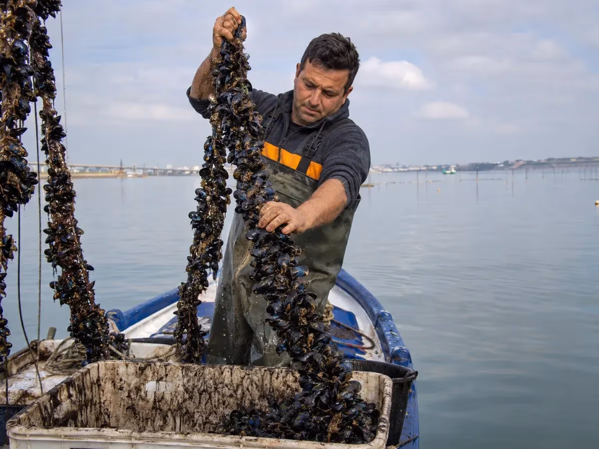 Pescatore solleva corde di cozze nere lucide da una barca in mare aperto