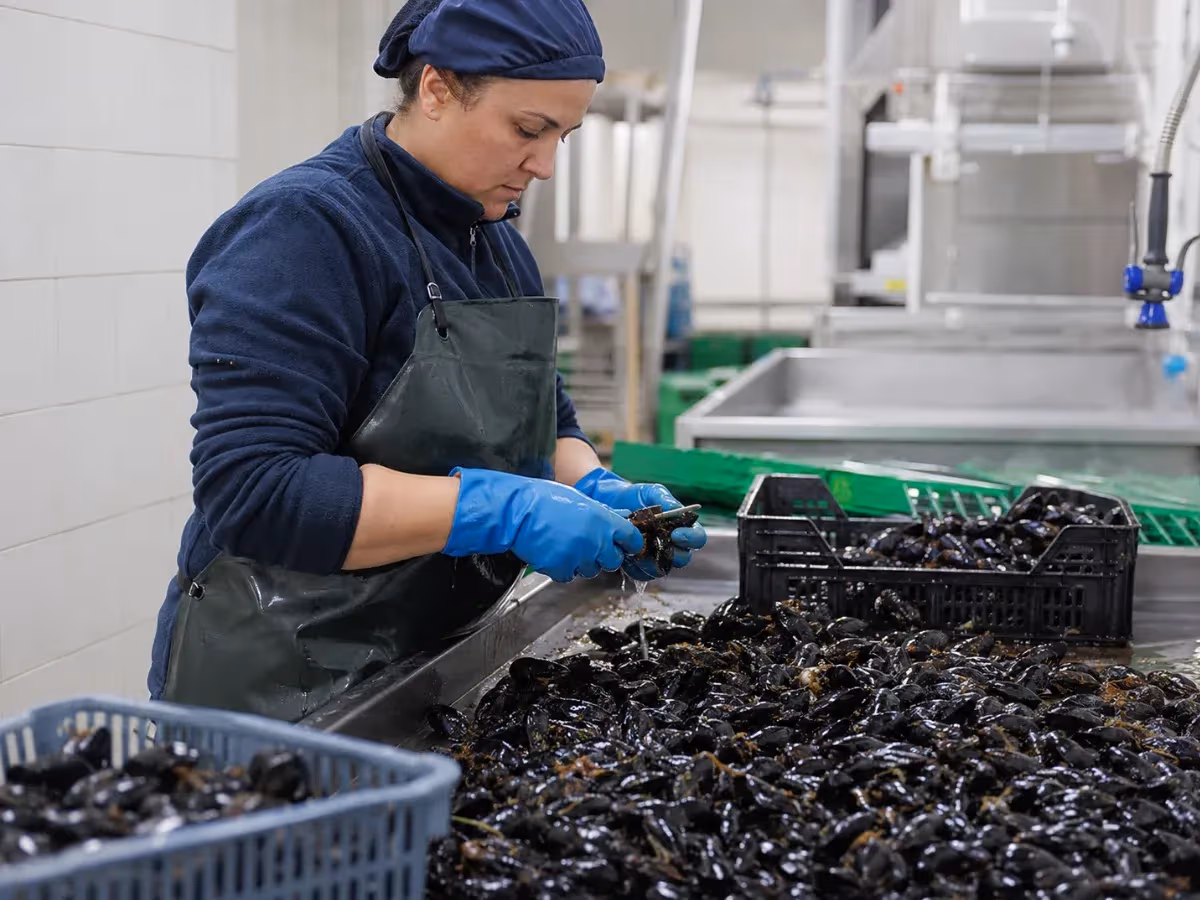 Operatrice con grembiule verde pulisce cozze lucide su piano di lavoro in acciaio