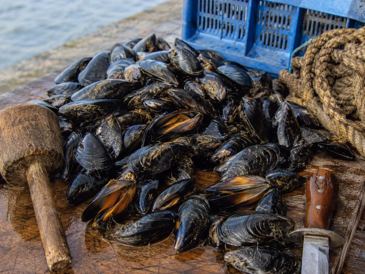 Cozze fresche dal guscio nero e arancione ammassate su tavolo di legno al porto