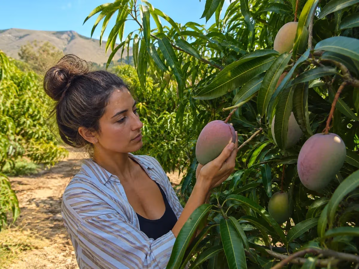 Giovane donna esamina mango maturo verde e rosa su albero in frutteto con montagne sullo sfondo