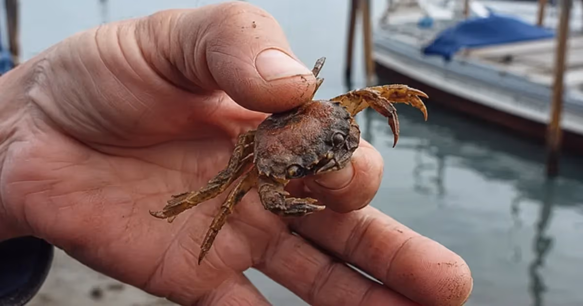 Mano di pescatore regge una moeca viva granchio piccolo marrone con chele sollevate sfondo laguna veneziana