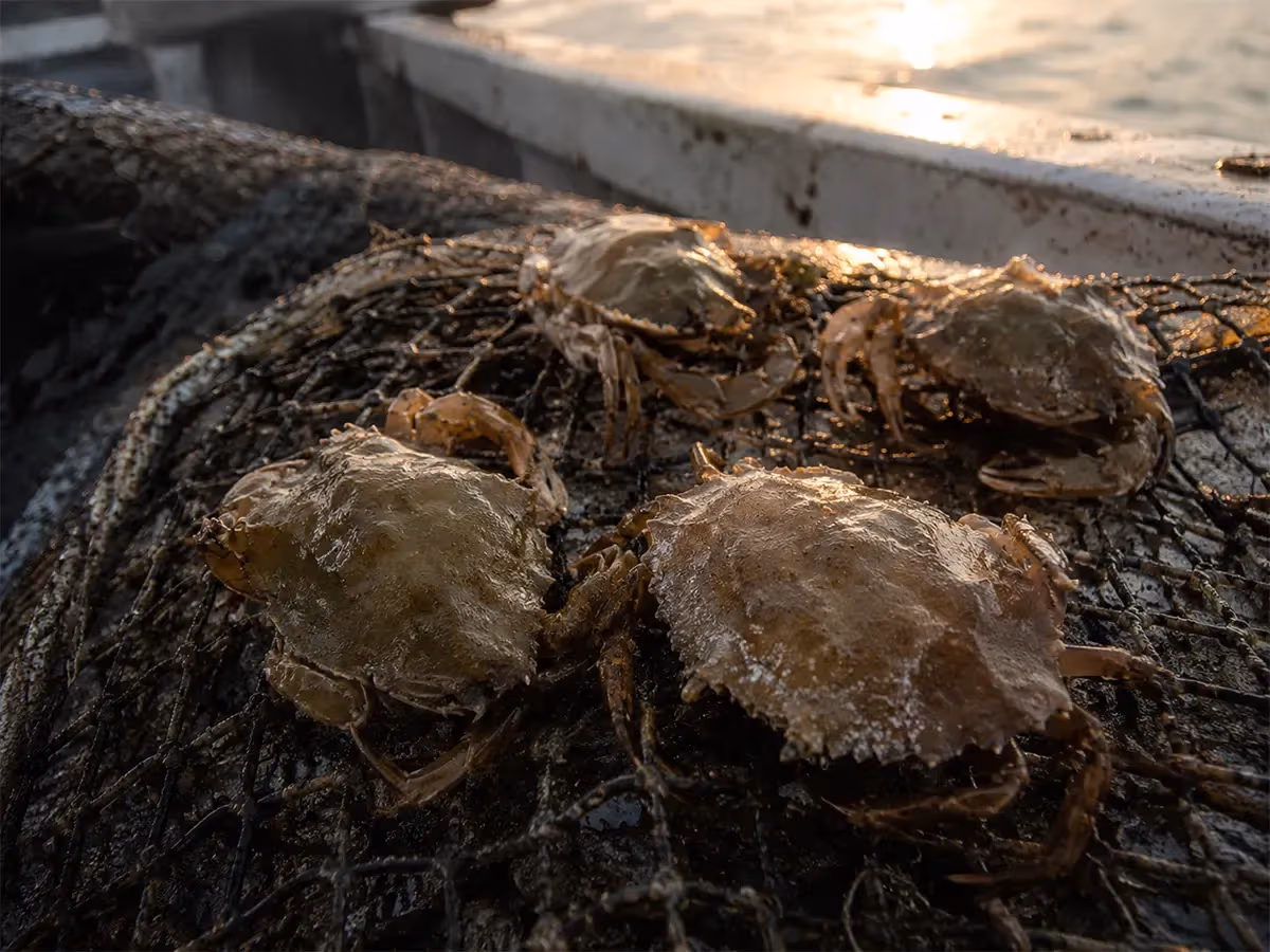 Moeche fresche dal guscio chiaro disposte su rete da pesca al tramonto in laguna