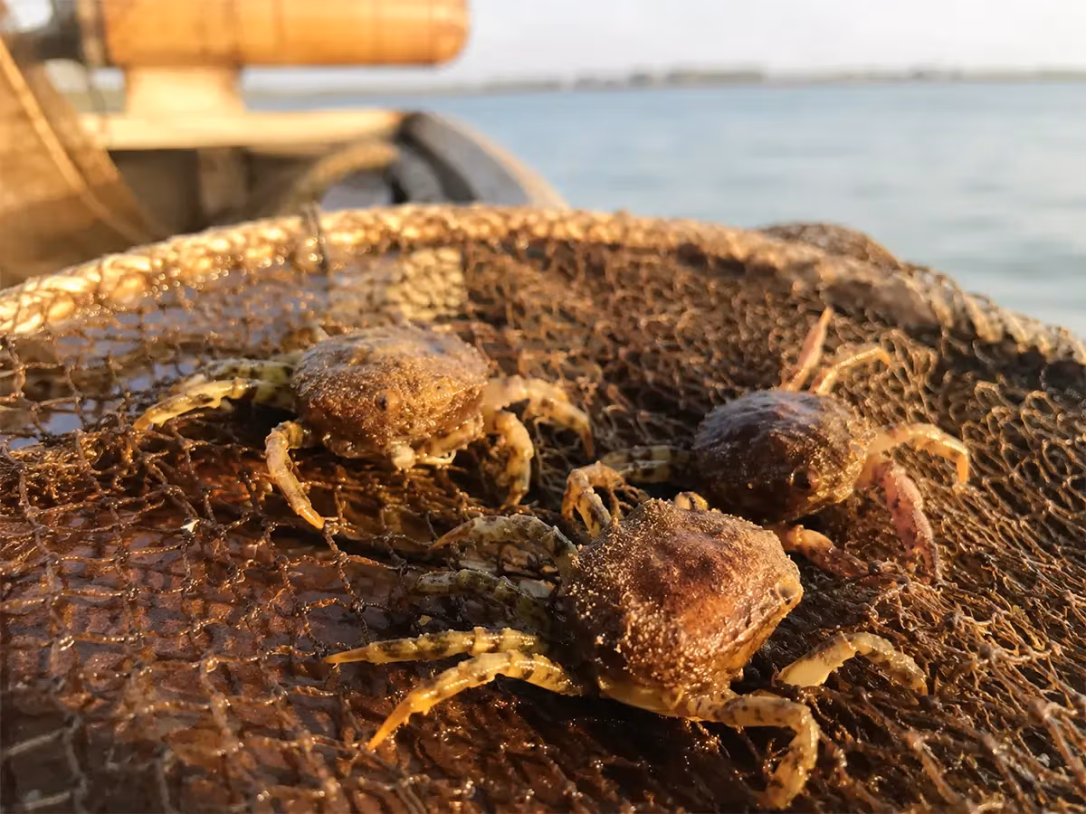 Granchi moeche dal carapace scuro e zampe gialle intrappolati in rete bagnata con laguna sullo sfondo