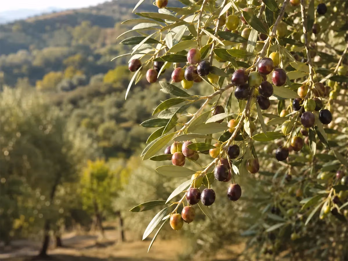 Rami carichi di olive taggiasche verdi e viola mature su uliveto collinare soleggiato