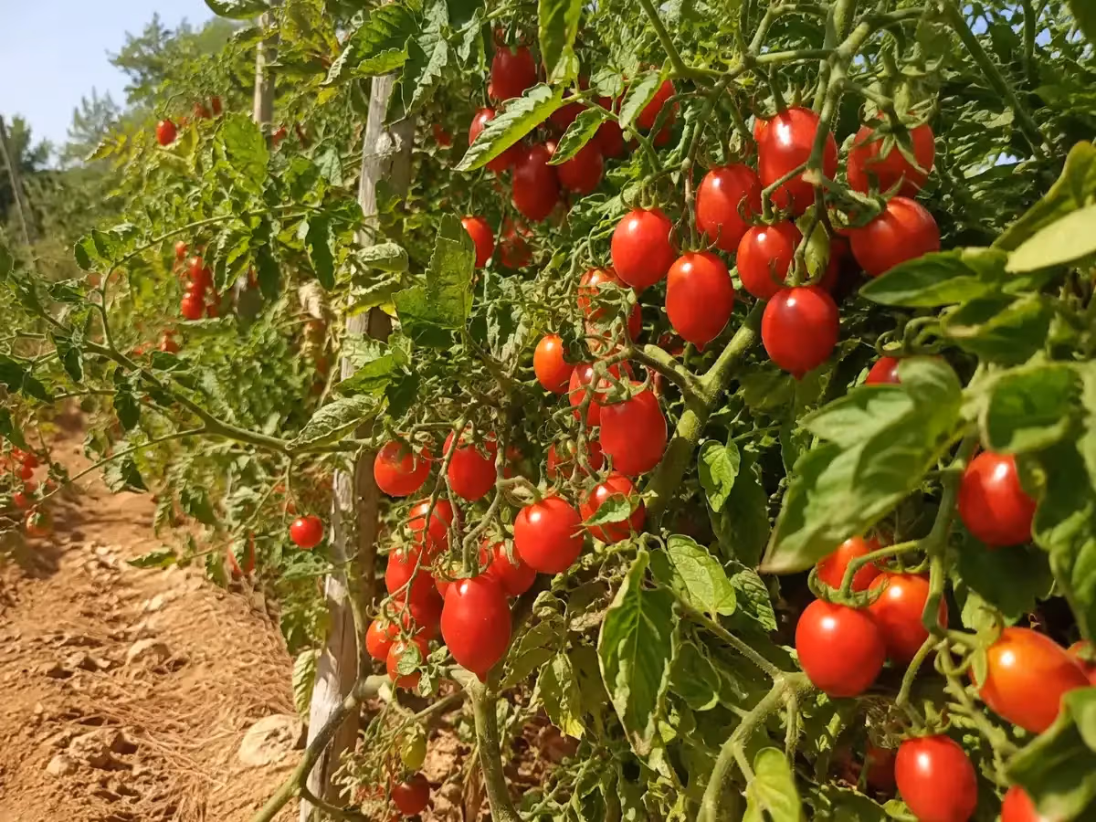 Filari di piante carichi di pomodorini di Manduria rosso brillante in campo soleggiato pugliese