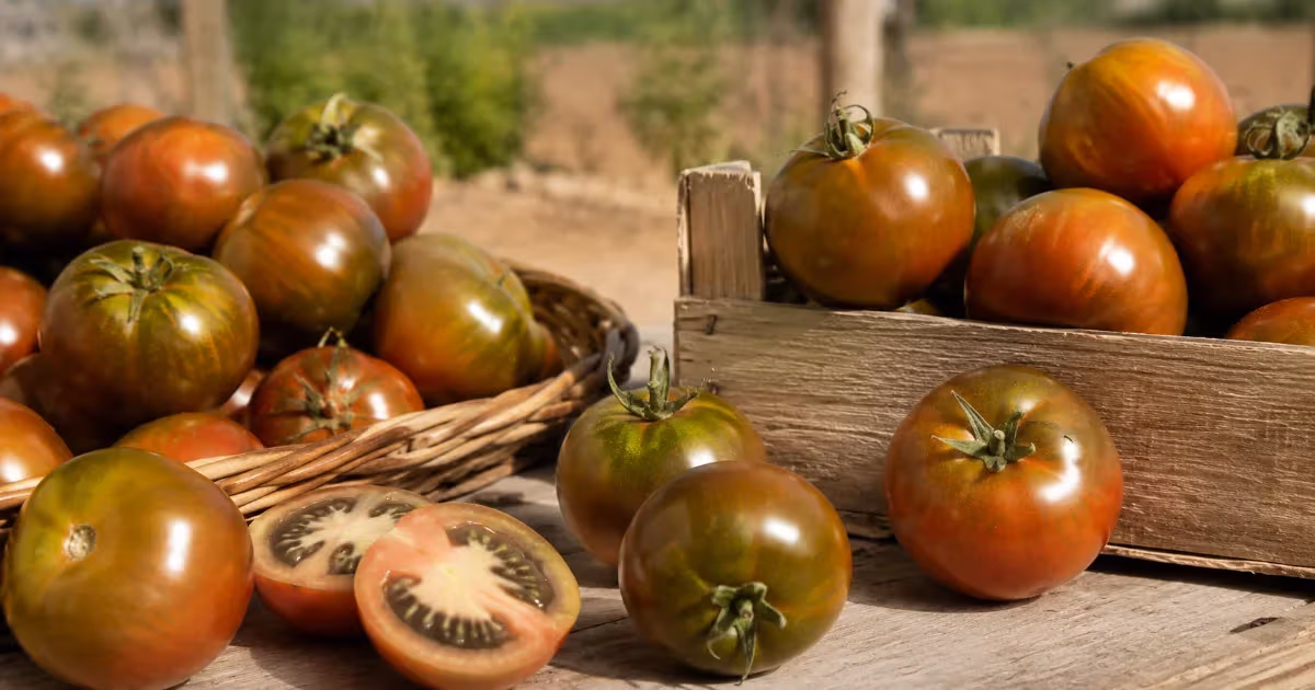Pomodori Camone dalla buccia verde scura e rossa in cesta di vimini e cassetta di legno rustica con esemplari tagliati che mostrano la polpa scura