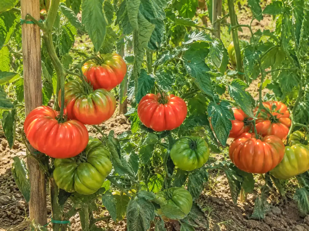 Piante di pomodoro costoluto fiorentino con frutti rossi e verdi legati a paletti in piena terra