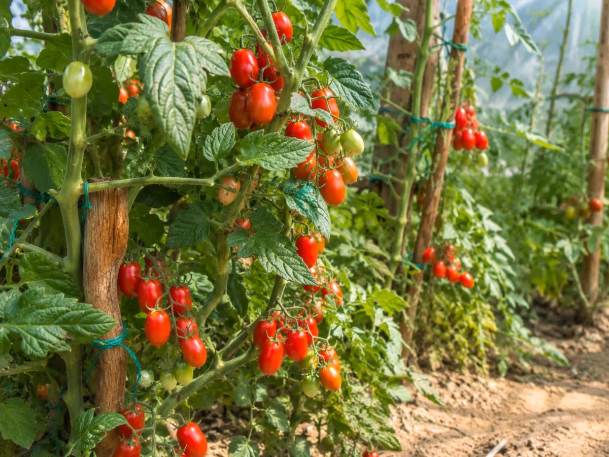 Piante di pomodoro datterino cariche di grappoli rossi e verdi sostenute da pali in una serra soleggiata
