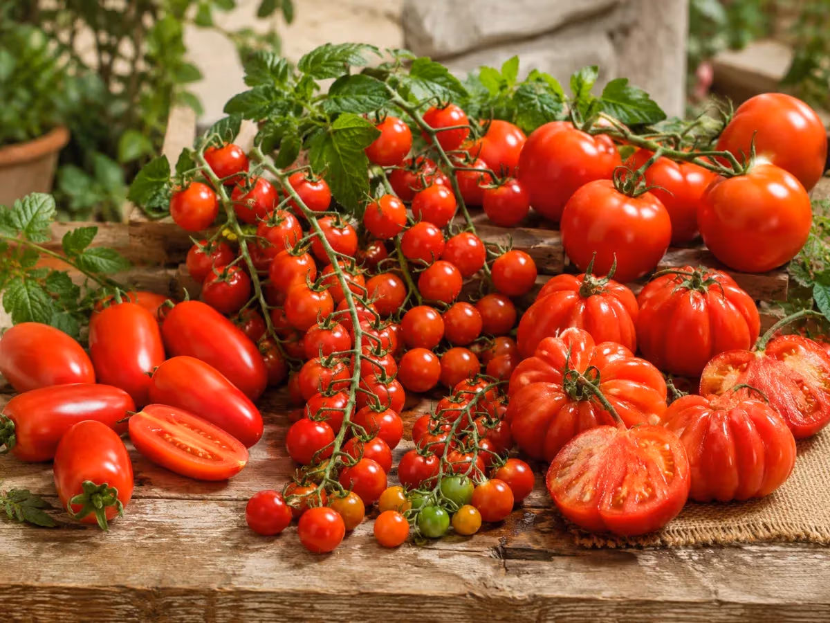 Assortimento di varietà di pomodori rossi maturi su superficie rustica con foglie verdi sullo sfondo