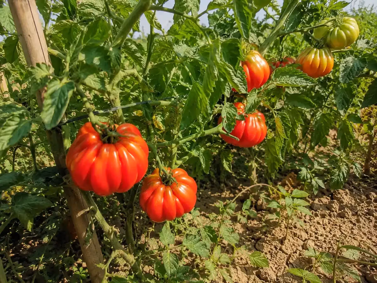 Grappoli di pomodori costoluti rossi e verdi che maturano su piante tutorate in campo soleggiato