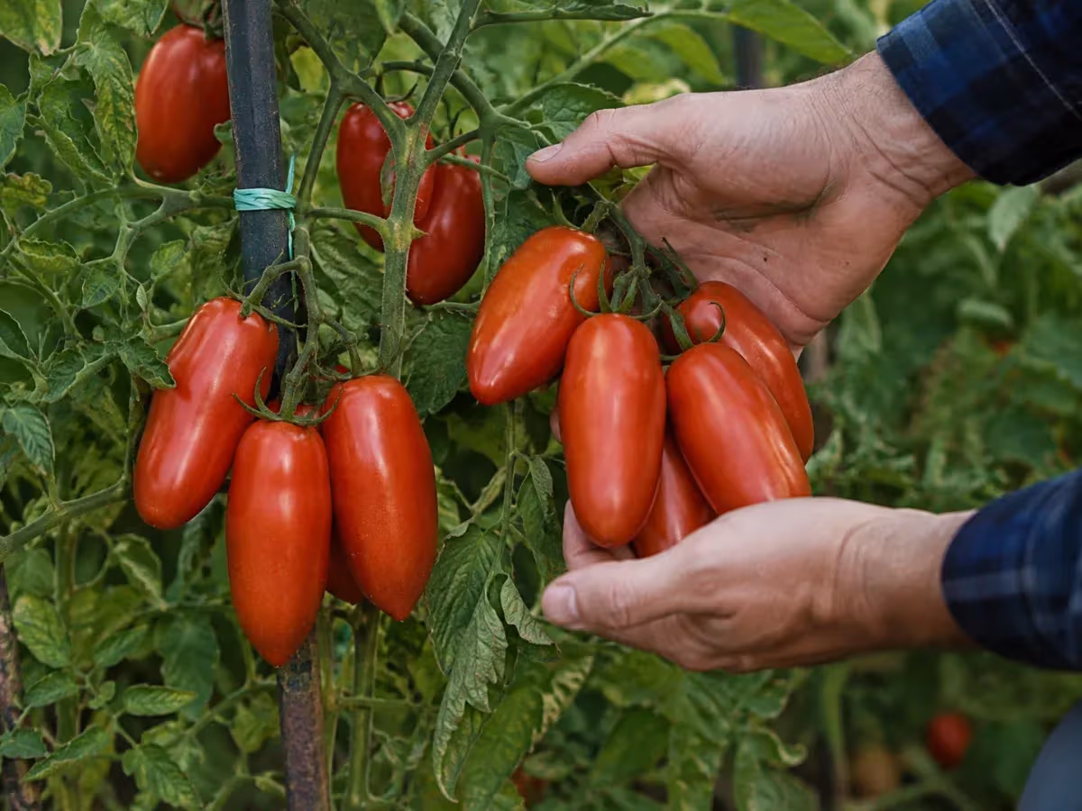 Mani che tengono grappolo di pomodori San Marzano rossi lucidi appesi a paletto in orto