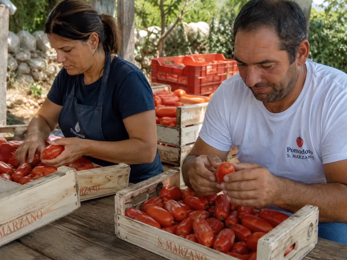 Due operai selezionano pomodori San Marzano in cassette di legno marchiate S Marzano all'aperto