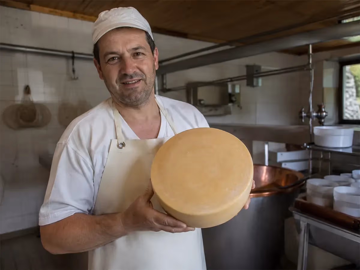 Casaro artigianale in grembiule bianco regge una forma intera di Toma Ossolana in caseificio